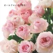 画像2: パシフィックプロダクツ アブリーゼ ナチュラルオーガニック シャンプーTR 260ml-- (2)