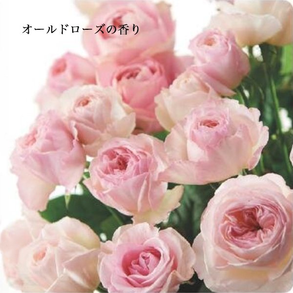 画像2: パシフィックプロダクツ アブリーゼ ナチュラルオーガニック シャンプーTR 260ml-- (2)