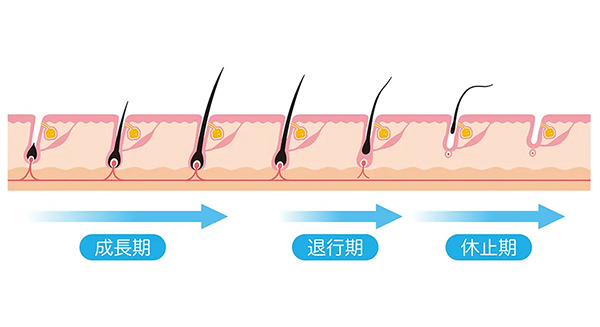 【美容師ヘアケア解説】ヘアサイクルについて