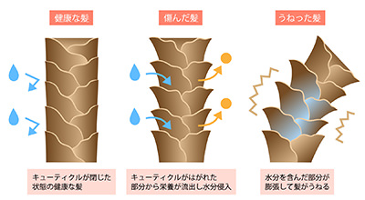 キューティクル