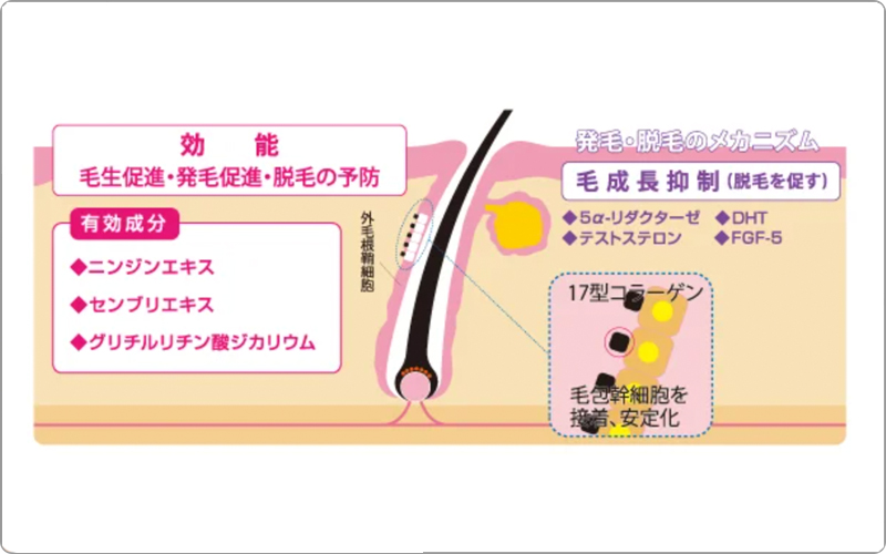 ハホニコマイブ　育毛