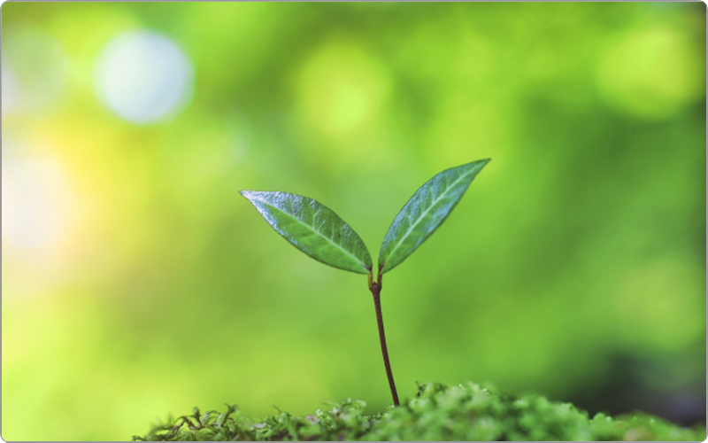 ナプラ　ミーファ　植物成分