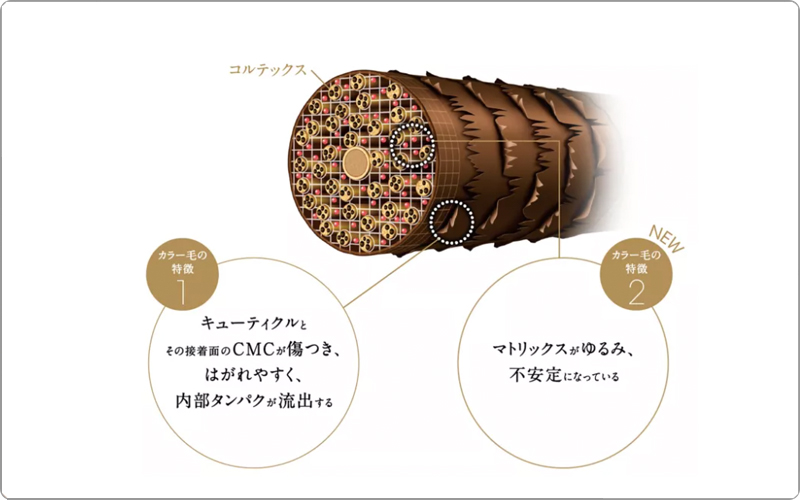 シュワルツコフ　BCクア　カラー